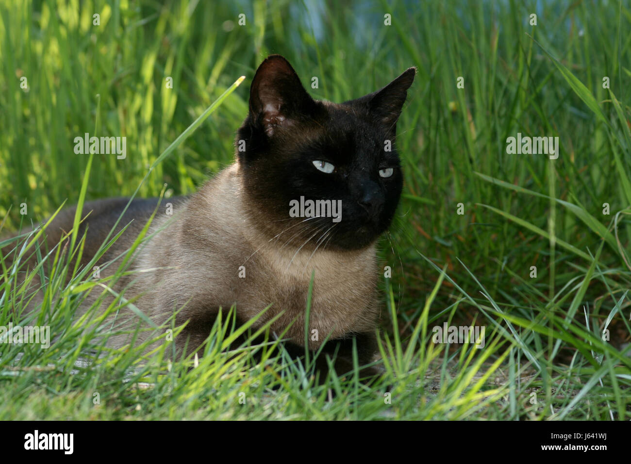Sealpoint cat hi-res stock photography and images - Alamy