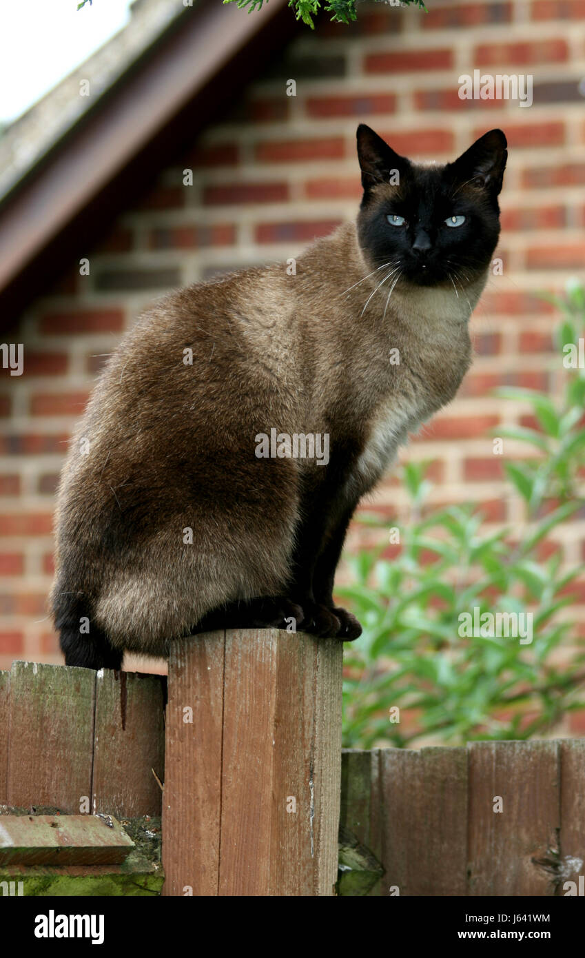 Sealpoint type domestic cat sitting on garden fence Stock Photo - Alamy