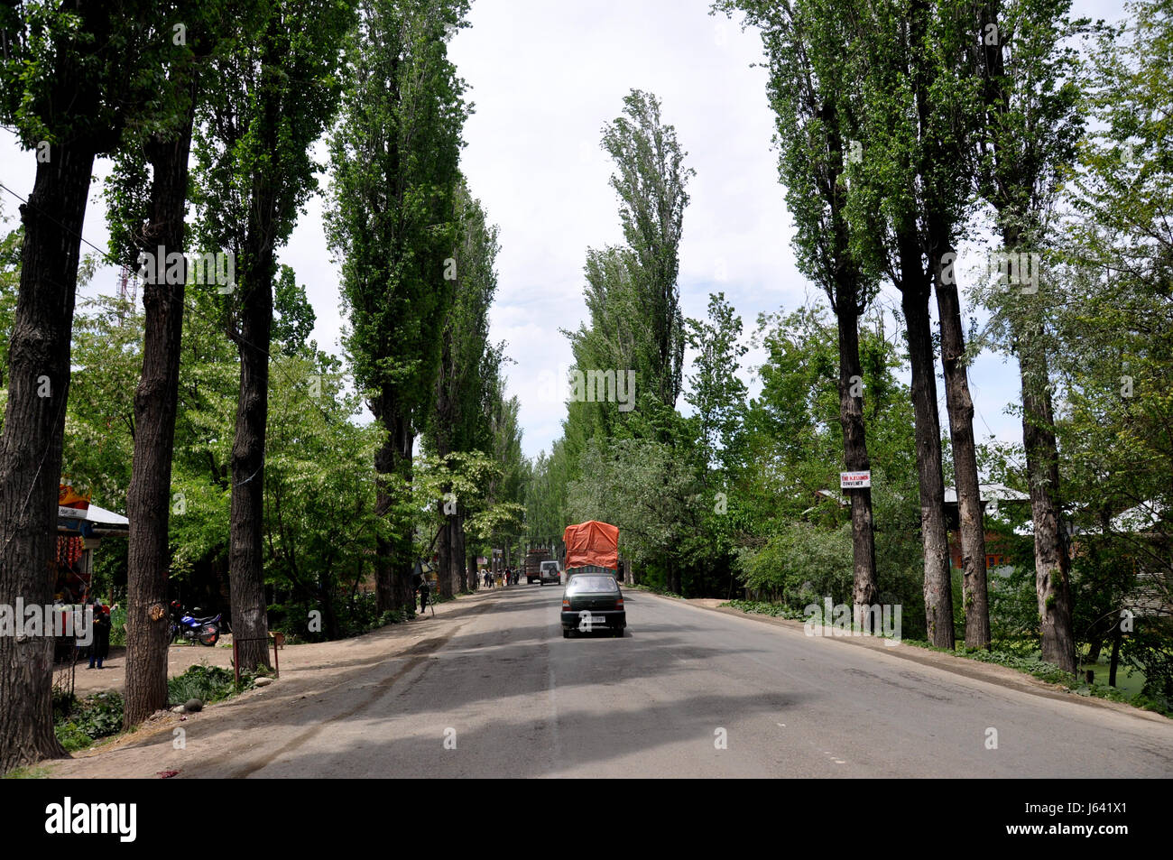 Kashmir Road, Chinar Tree both side, Srinagar. (Photo Copyright © by Saji Maramon) Stock Photo
