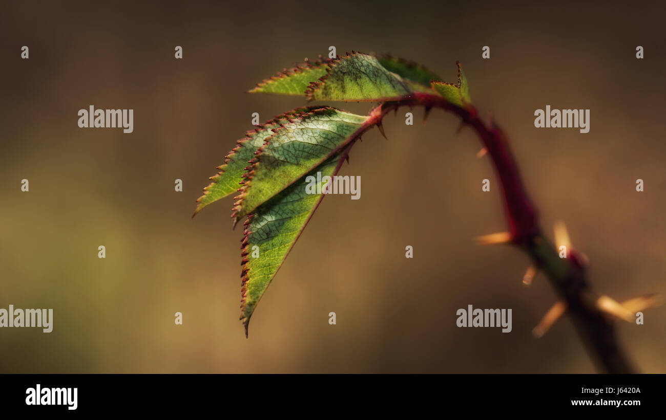 Stems and leaves of a rose with thorns Stock Photo Alamy
