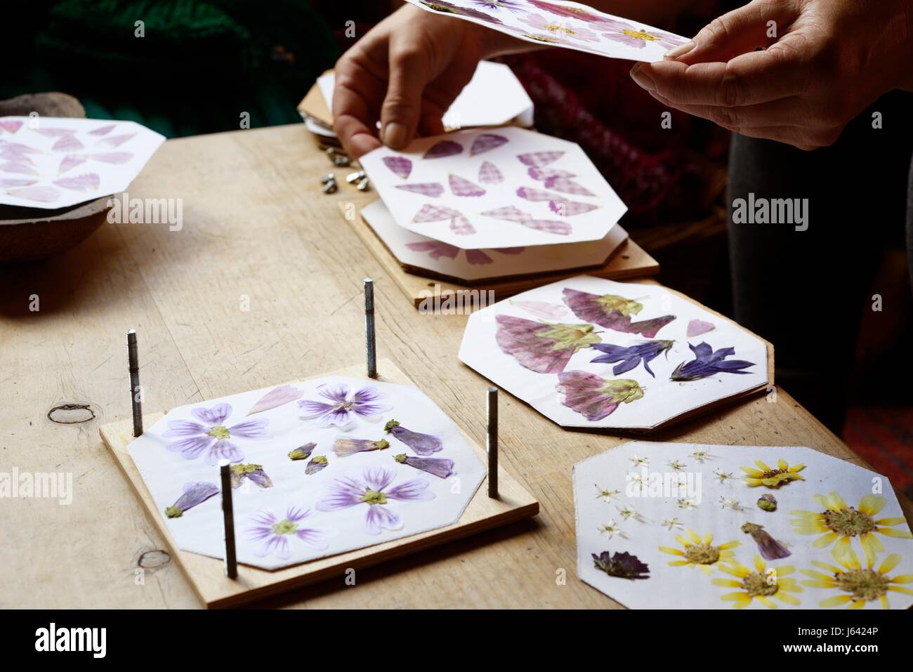 Pressing flowers in a flower press, Wales, UK Stock Photo Alamy
