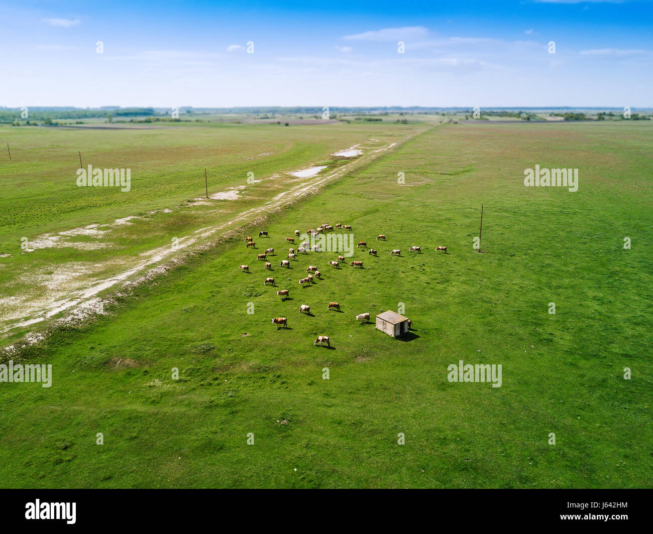 Aerial view of cows herd grazing on pasture field, drone point of view Stock Photo