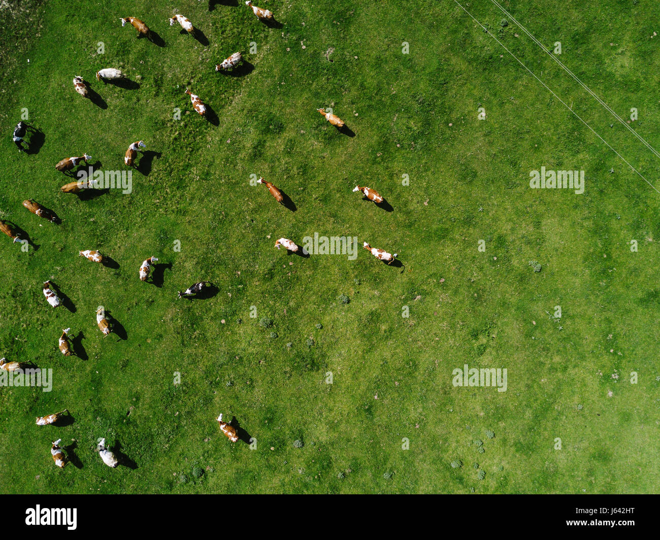 Aerial view of cows herd grazing on pasture field, top view drone pov ...