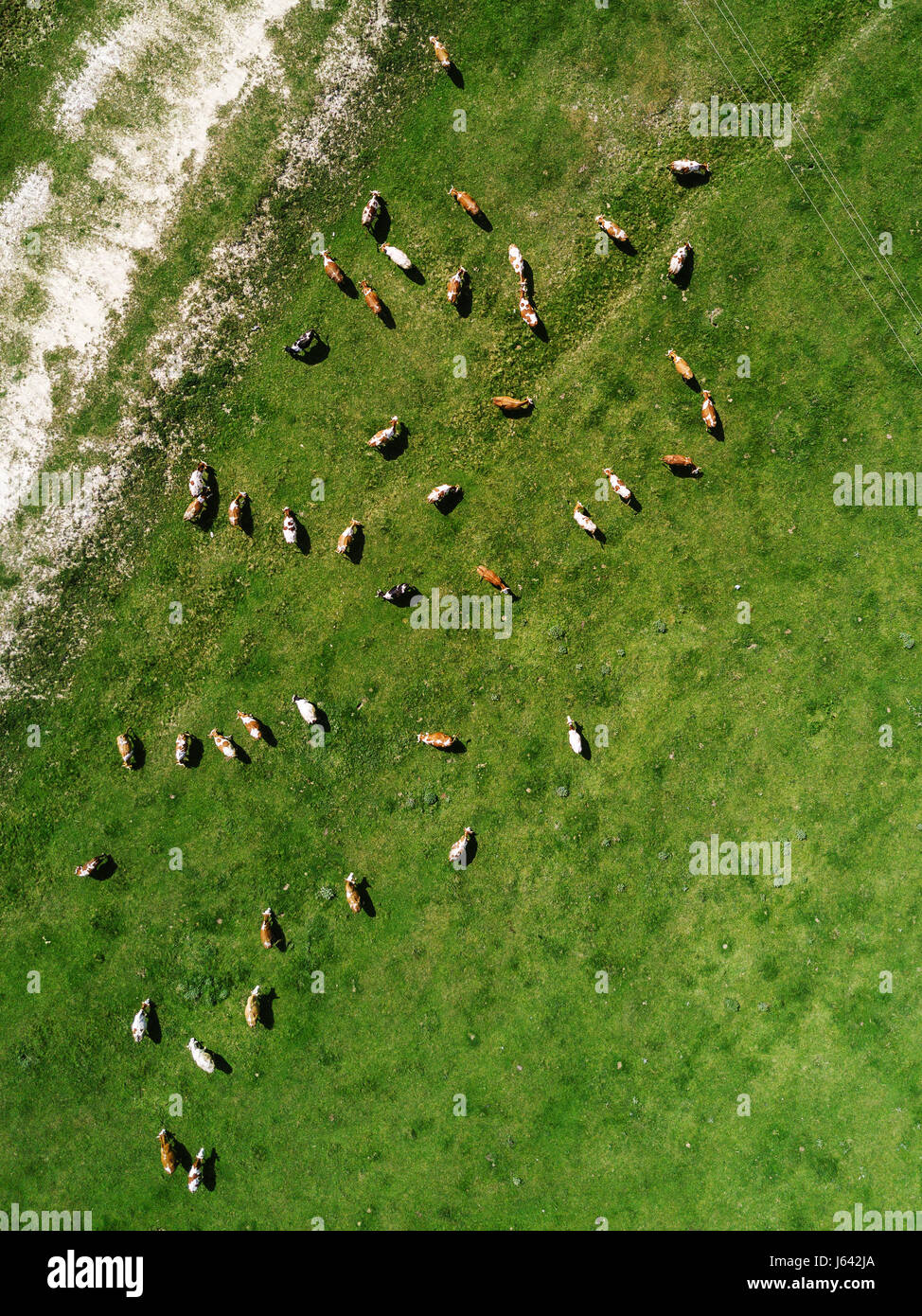 Aerial view of cows herd grazing on pasture field, top view drone pov Stock Photo