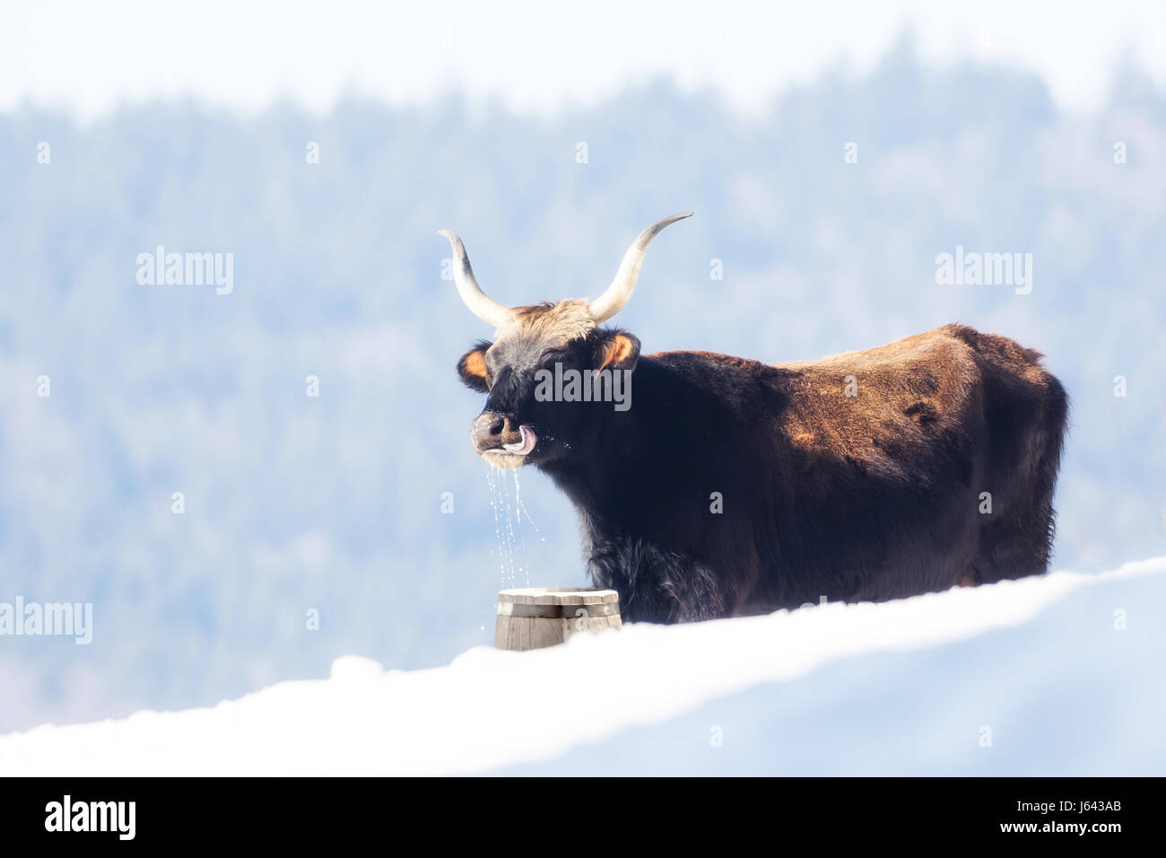 A cow standing in the snow and drinking water out of a bucket Stock