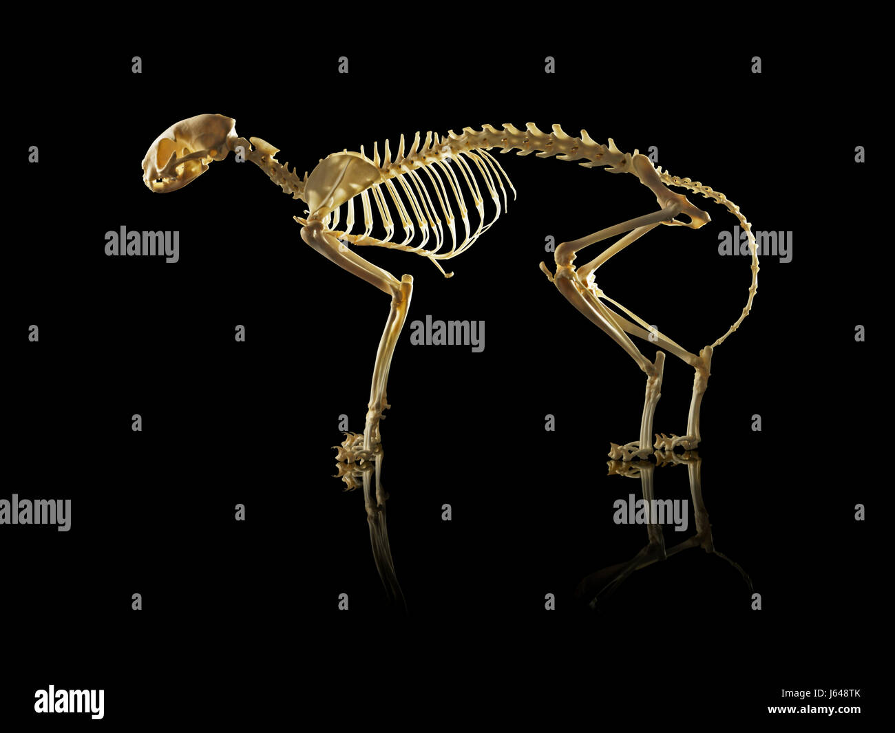 Animal and bird skeletons Stock Photo