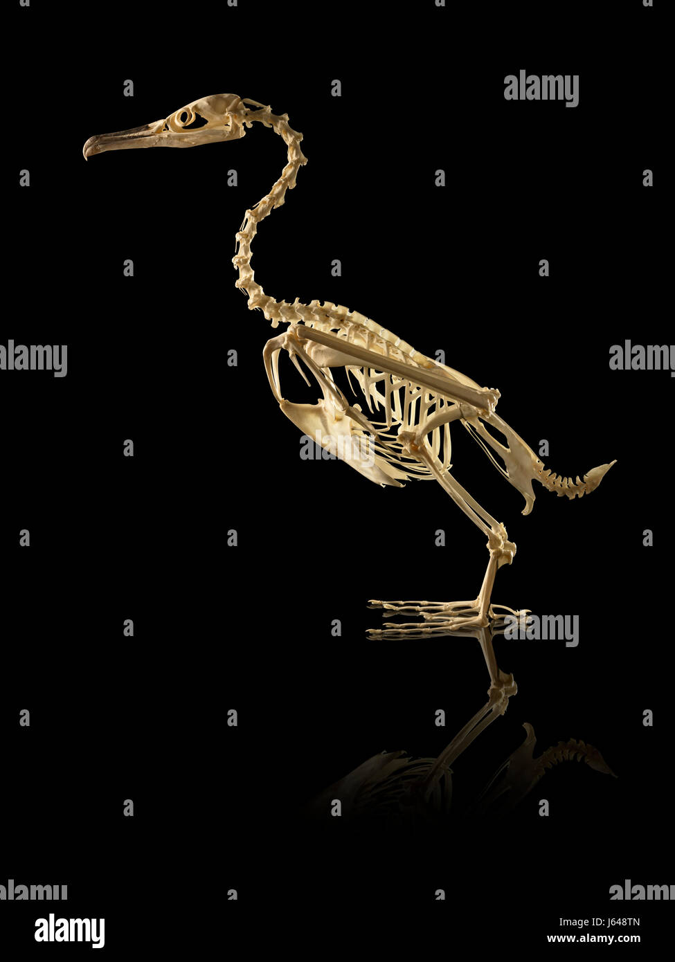 Animal and bird skeletons Stock Photo