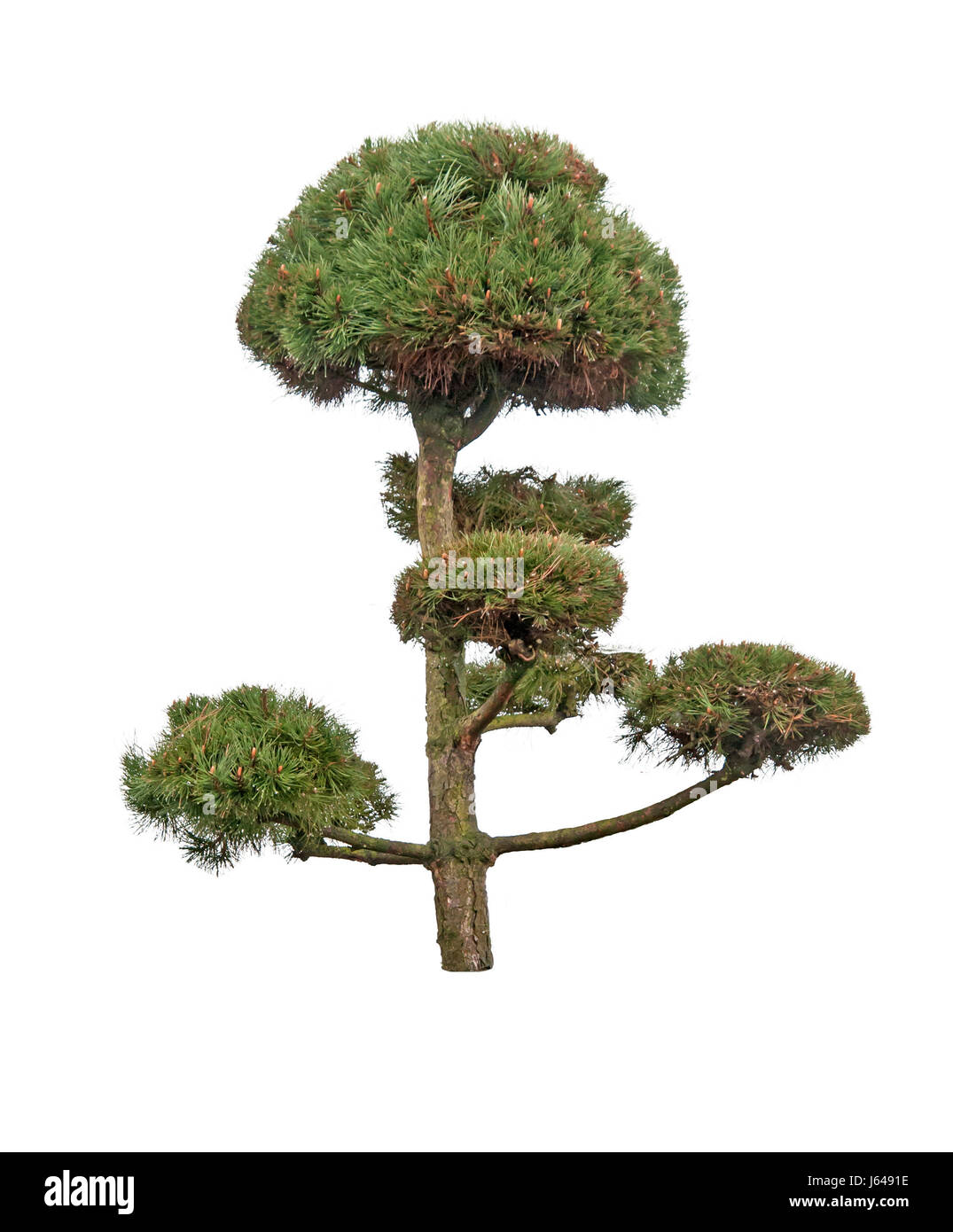 pine tree is isolated on a white background Stock Photo - Alamy