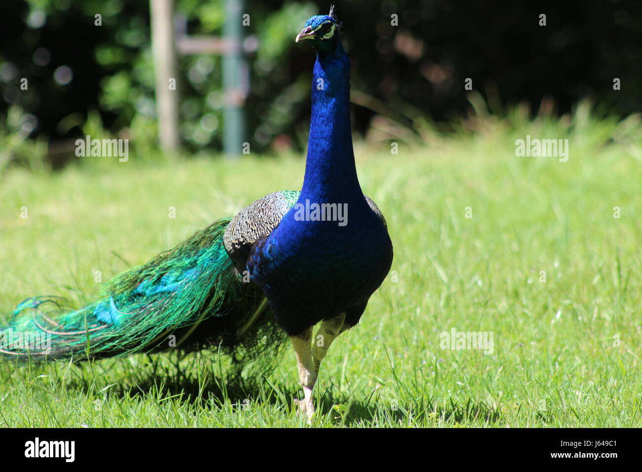 Peacock at Vergelegen Wine Estate, Somerset West, South Africa, Africa Stock Photo Alamy