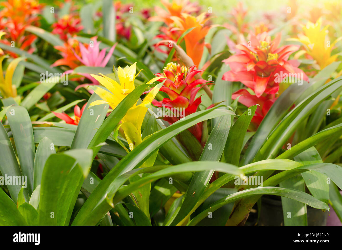bromeliad blooming in garden Stock Photo