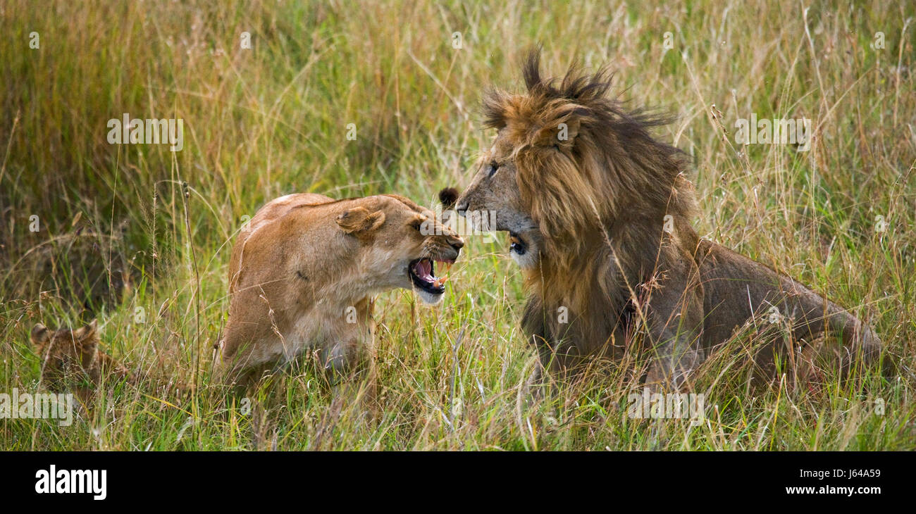 Meeting the lion and lioness in the savannah. National Park. Kenya ...