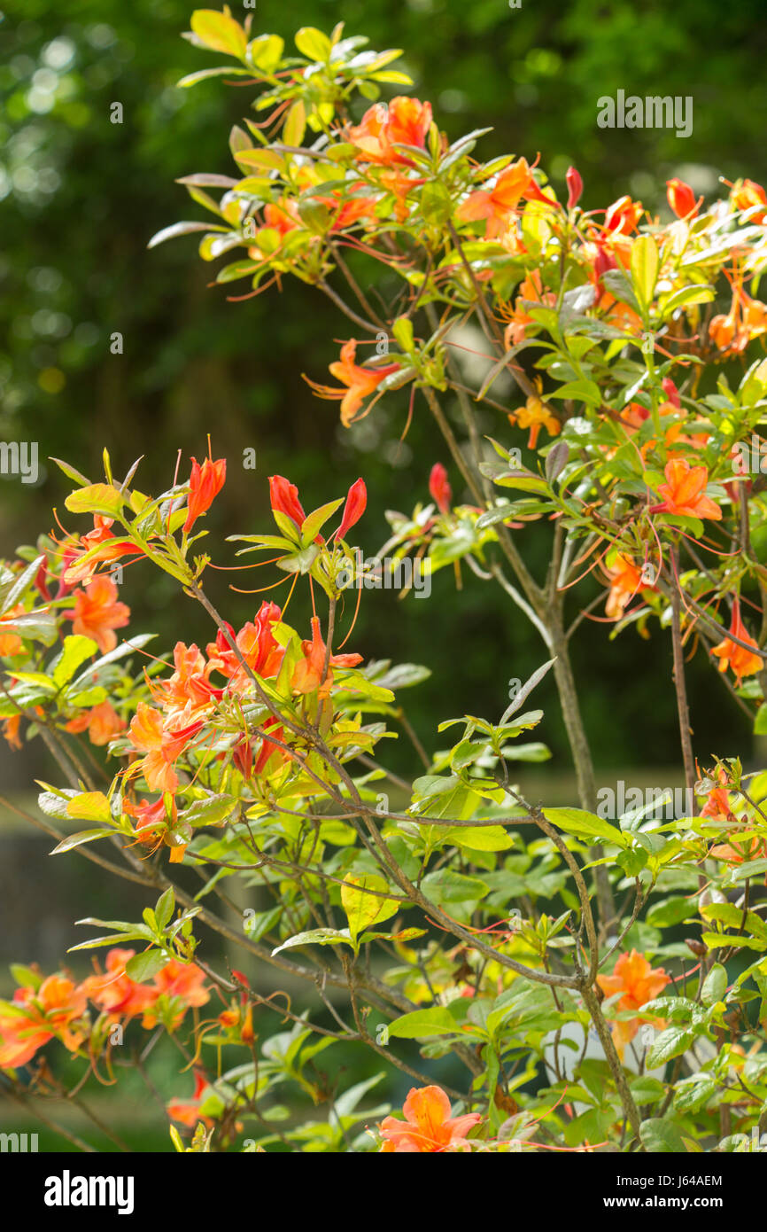 Azalea Gog Knaphill in bloom. Stock Photo