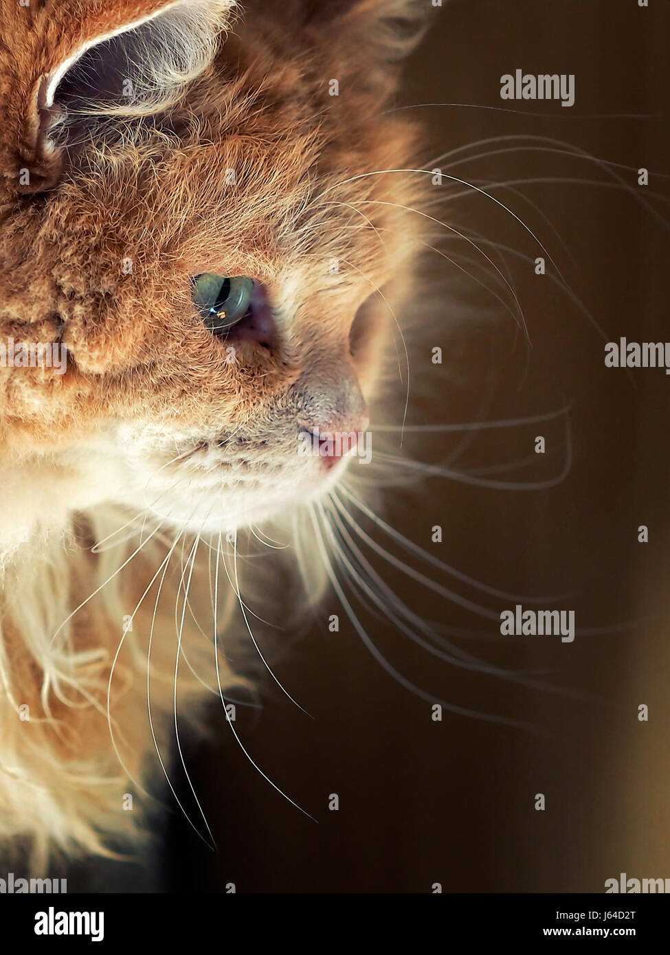 Portrait of a Siberian male cat Stock Photo