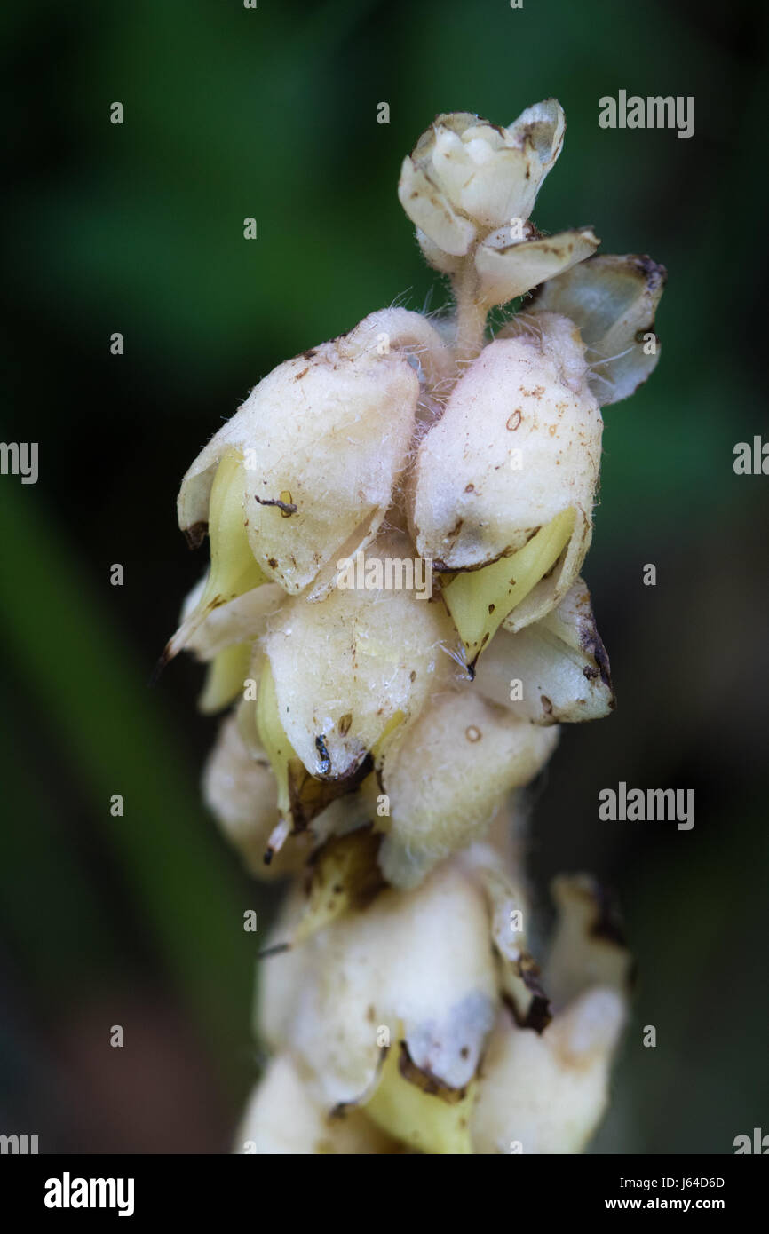 Toothwort (Lathraea squamaria) Stock Photo
