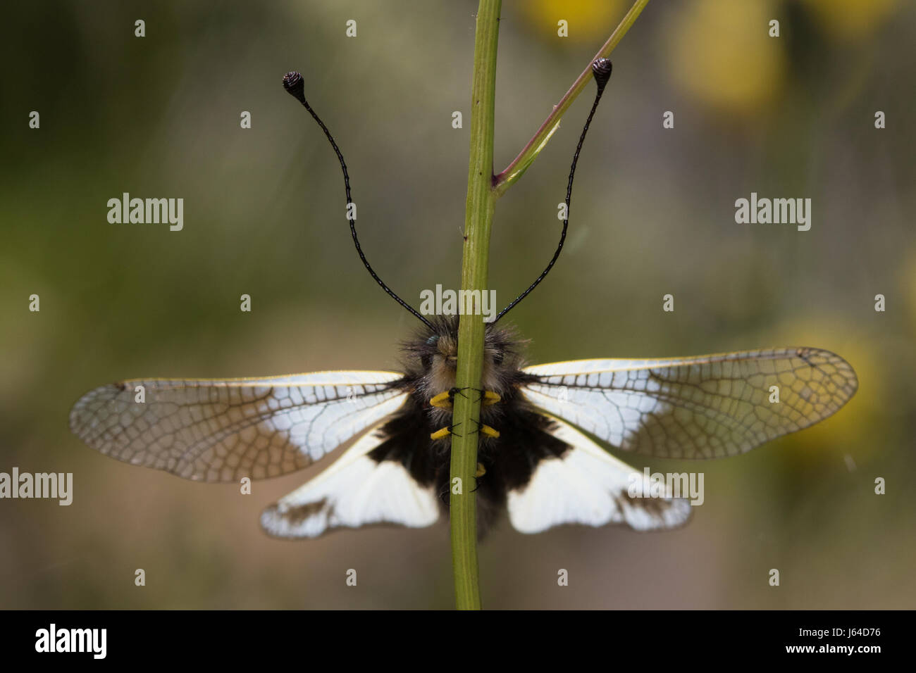 Owlfly (Libelloides lacteus) attempting to hide behind a grass stem Stock Photo