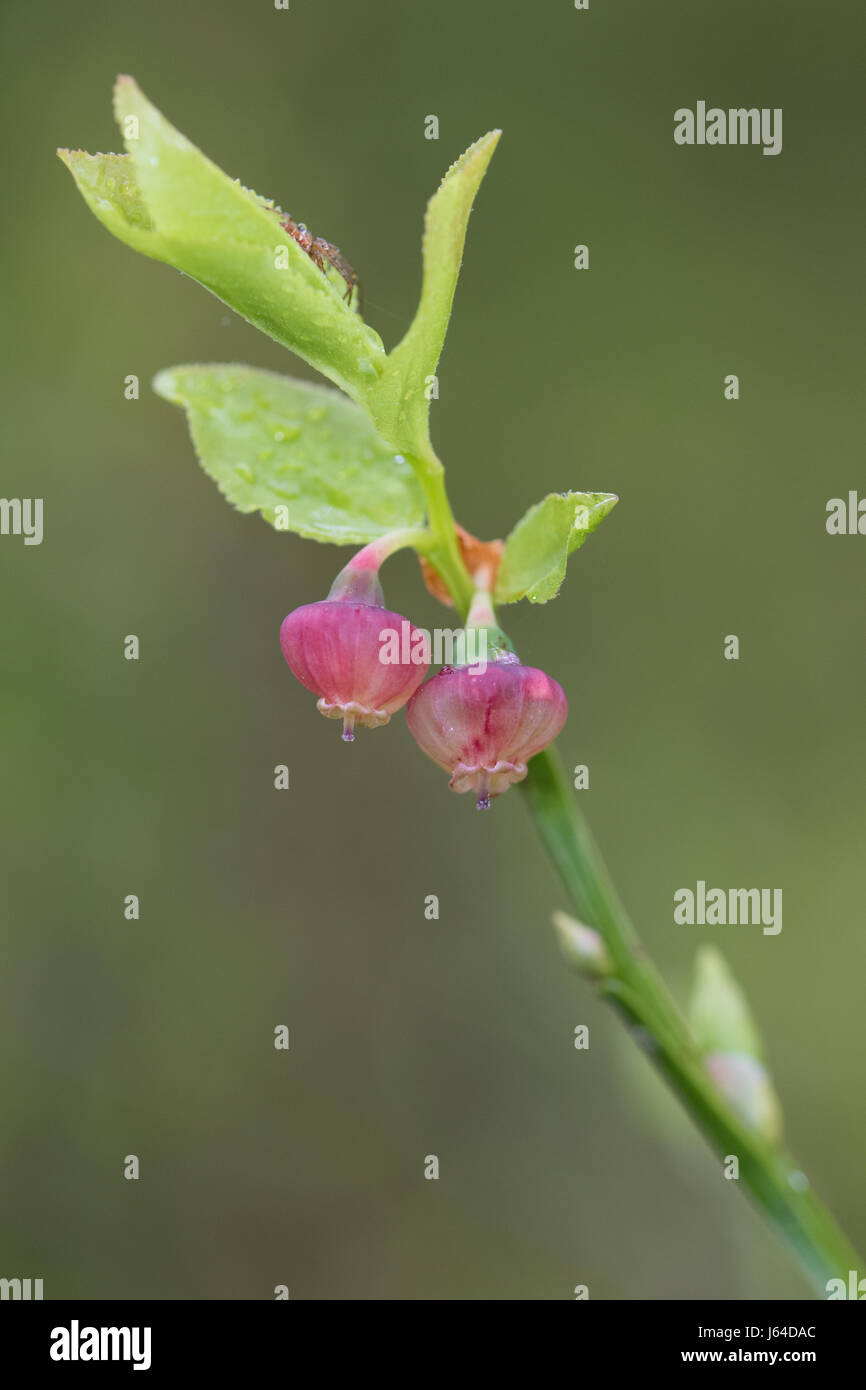 Bilberry (Vaccinium myrtillus) flower Stock Photo