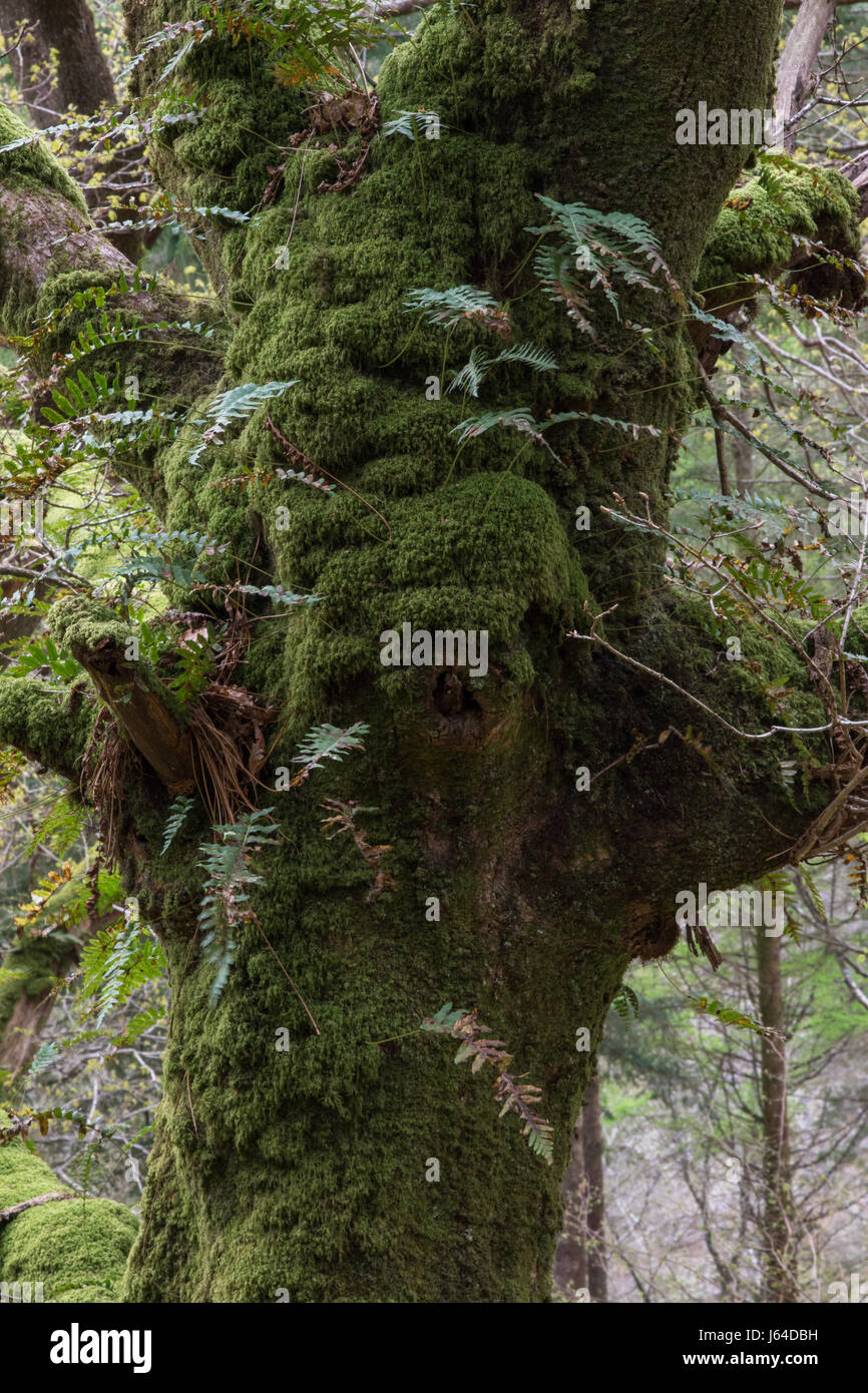 Epiphytic Common Polypody ferns (Polypodium vulgare) growing from the moss-covered trunk of an old oak tree in Snowdonia National Park, Wales Stock Photo