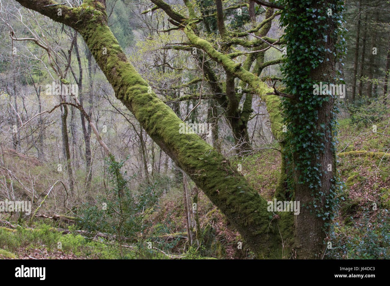 oak tree carpeted with moss and ivy in a deciduous woodland in Snowdonia National Park, Wales Stock Photo