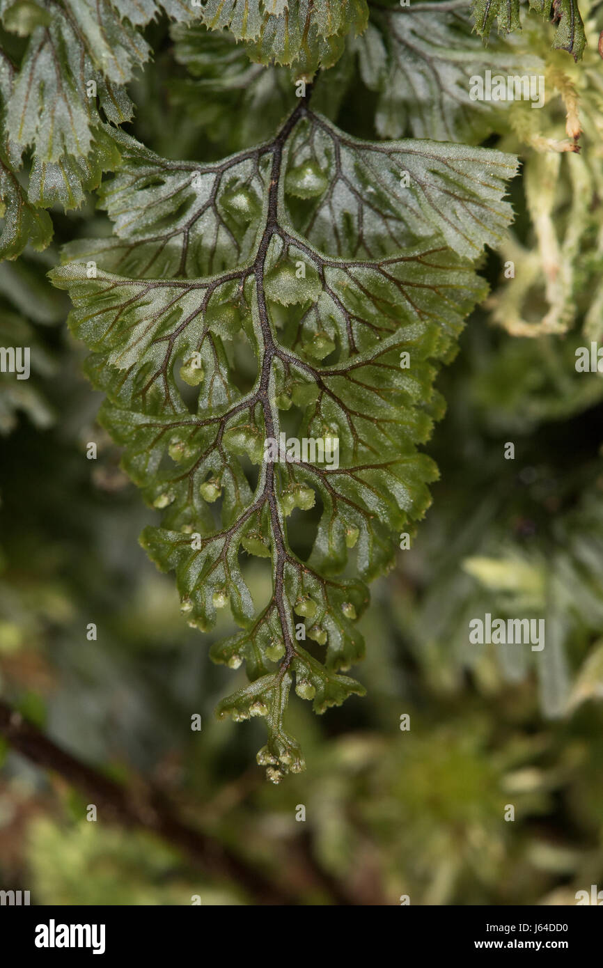 Tunbridge Filmy-fern (Hymenophyllum tunbrigense) Stock Photo