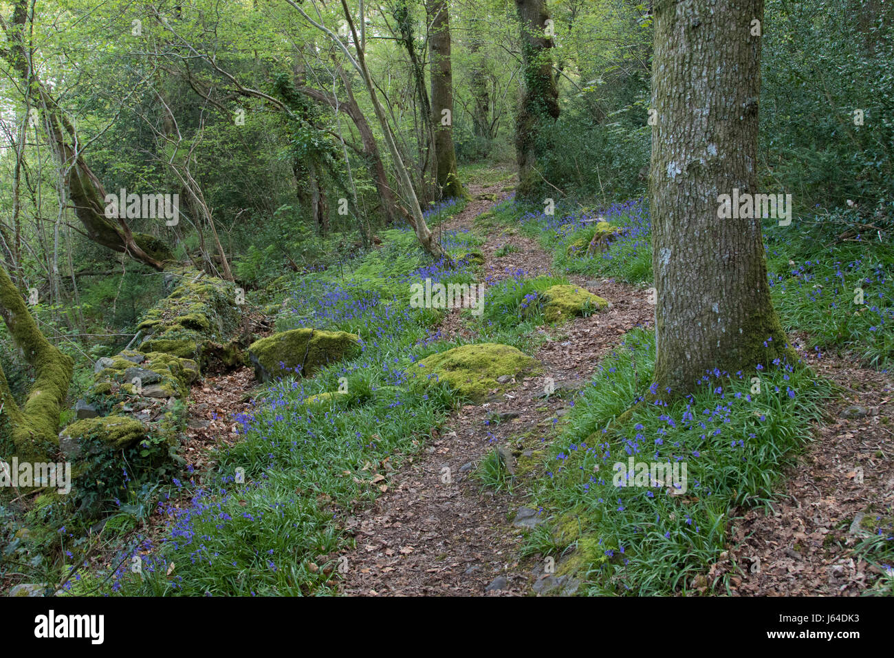 Bluebells carpeting the floor of an oak woodland in Snowdonia National Park, Wales Stock Photo