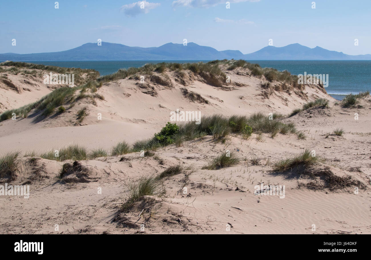 Newborough dunes, Anglesey, Wales Stock Photo Alamy