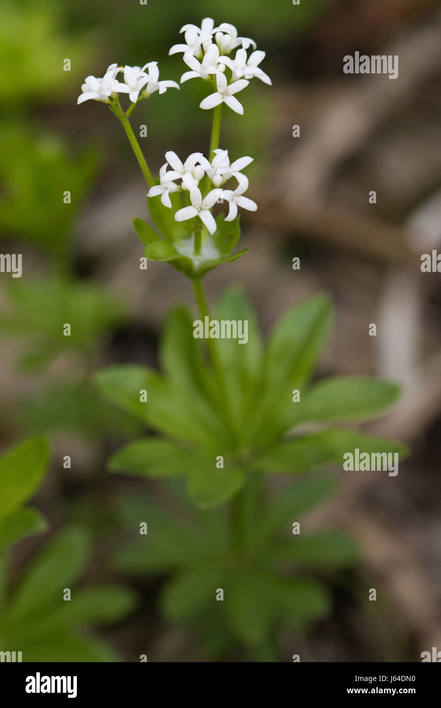 Woodruff (Galium odoratum) flower Stock Photo
