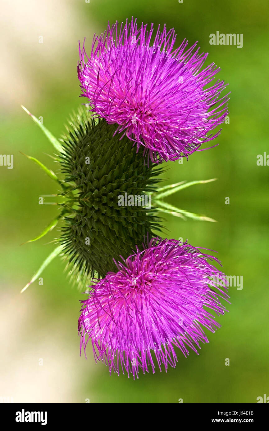 flower-plant-thistle-mallow-flower-plant-thorns-vegetable-thistle