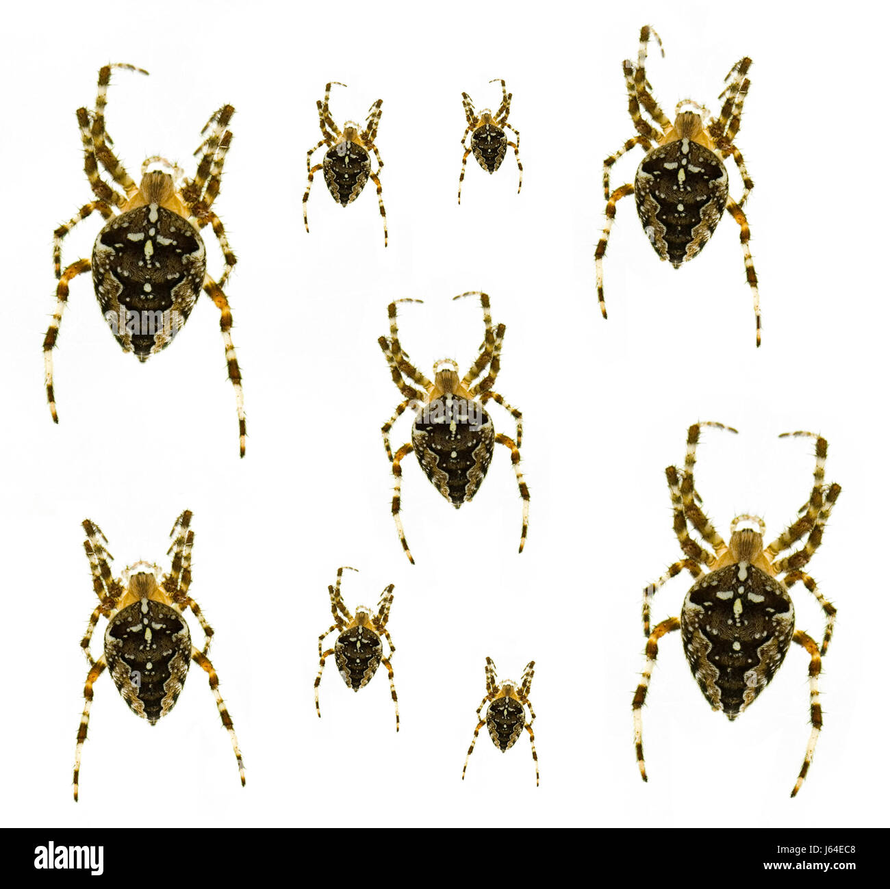 Cross view insect hi-res stock photography and images - Alamy