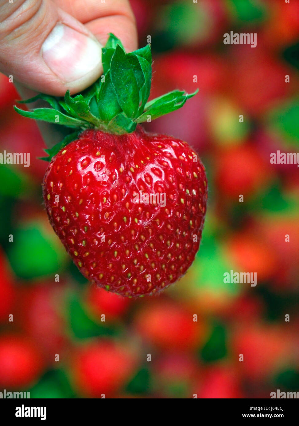 food aliment hand fruit diet strawberry berry backdrop background fresh ...