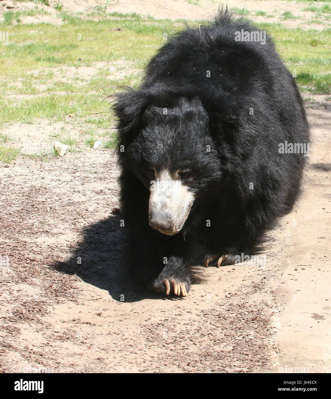 Indian Sloth bear (Melursus ursinus, Ursus ursinus), a.k.a. Asian Labiated Bear. Stock Photo