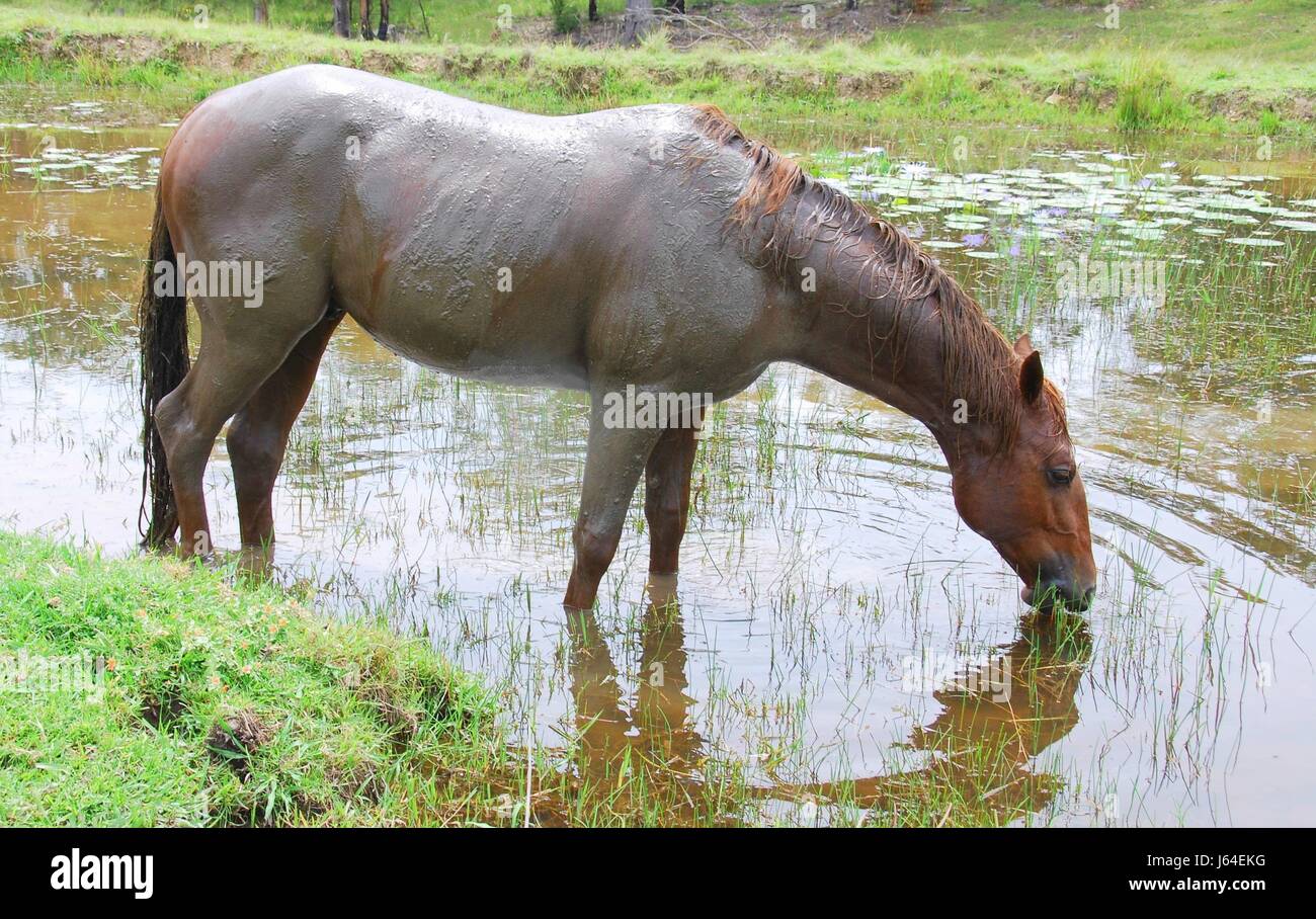 horse stallion fox mud bath drink drinking bibs environment enviroment horse Stock Photo