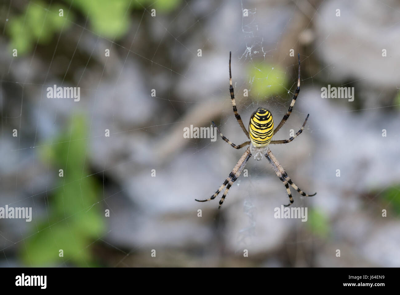 A big spider in Lecco, North Italy, Europe, EU Stock Photo