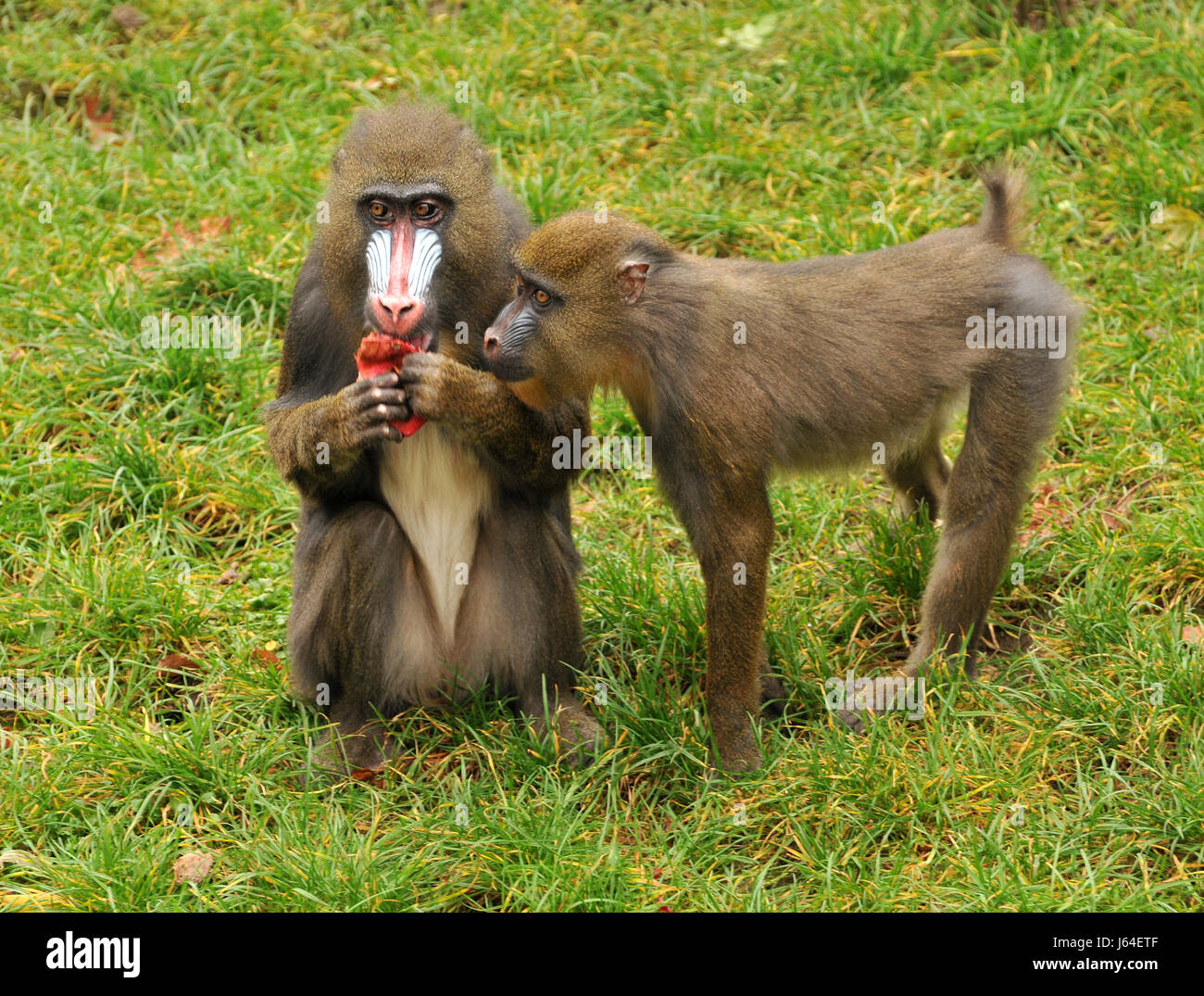 monkey eyes apes baboon male female hand hands vitamins vitamines hunger africa Stock Photo