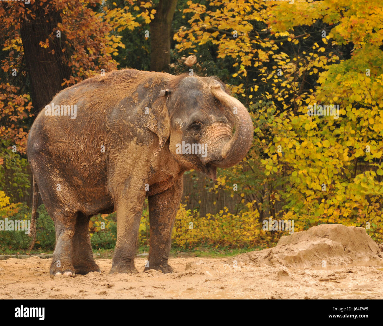 elephant zoo asiatic proboscis legs game tournament play playing plays played Stock Photo
