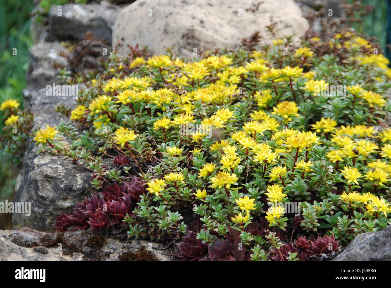 natural stone plant breed rockery hardy shrubs stonecrop natural stone ...