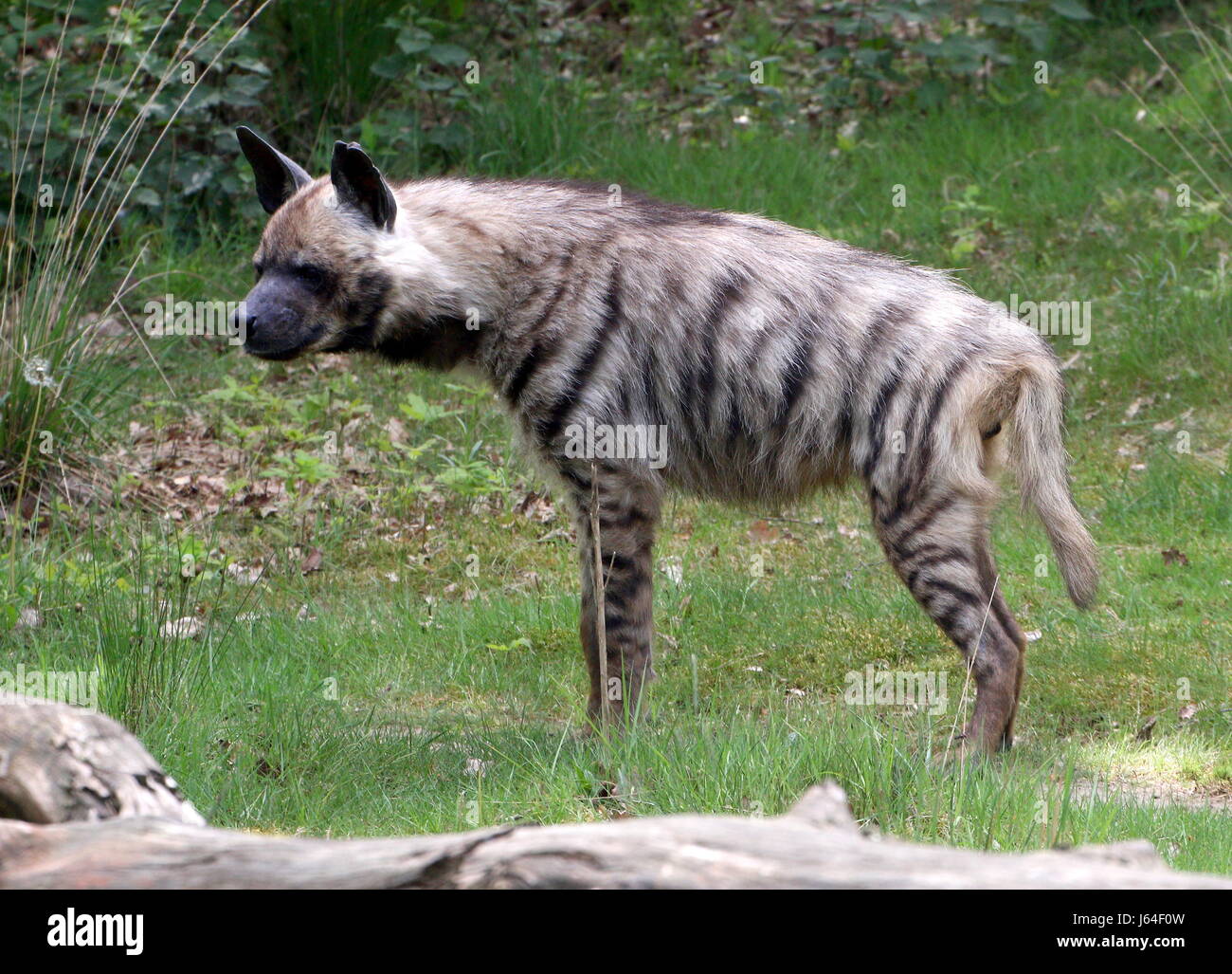 Male Striped hyena (Hyaena hyaena), found from North Africa to the Indian Subcontinent. Stock Photo