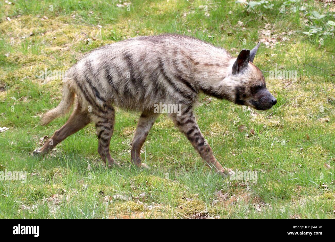 Male Striped hyena (Hyaena hyaena), found from North Africa to the