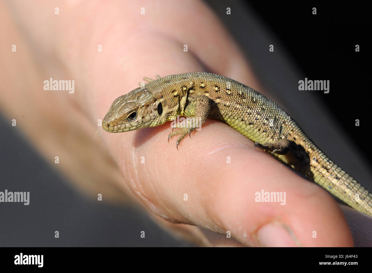 animal lizard saurian young animal hand female animal reptile lizard saurian Stock Photo