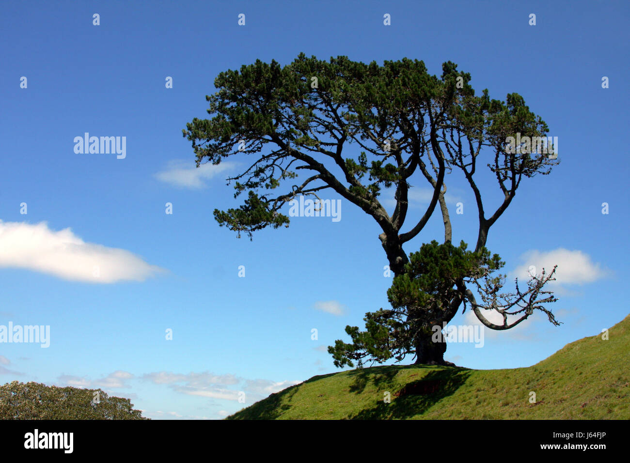 blue tree green pale bright pure white snow white firmament sky meadow grass Stock Photo