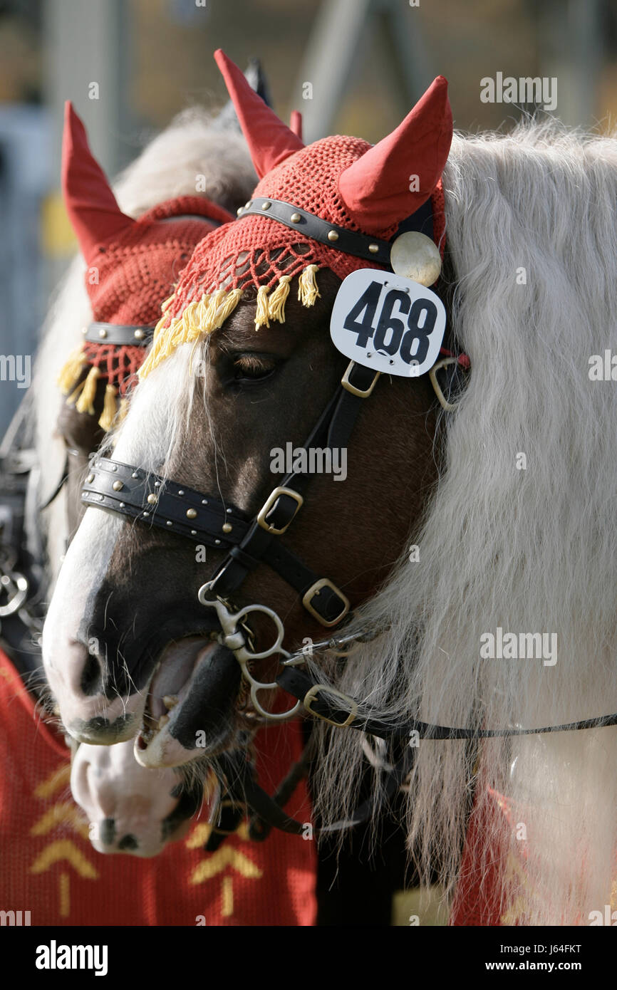 decorated wagon horses Stock Photo Alamy