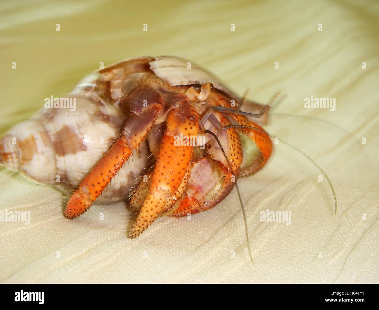 Crab Forceps High Resolution Stock Photography and Images - Alamy
