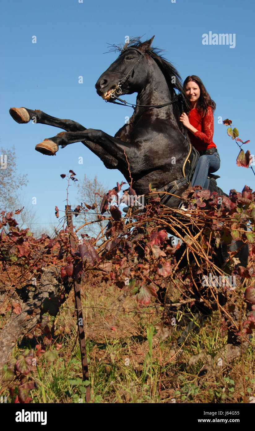 woman horse vineyard wineyard rearing fall autumn blue beautiful beauteously Stock Photo