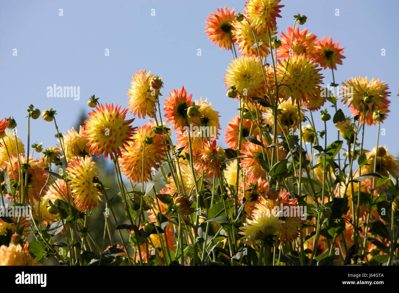 plant flower coloured colourful gorgeous multifarious richly coloured flowers Stock Photo