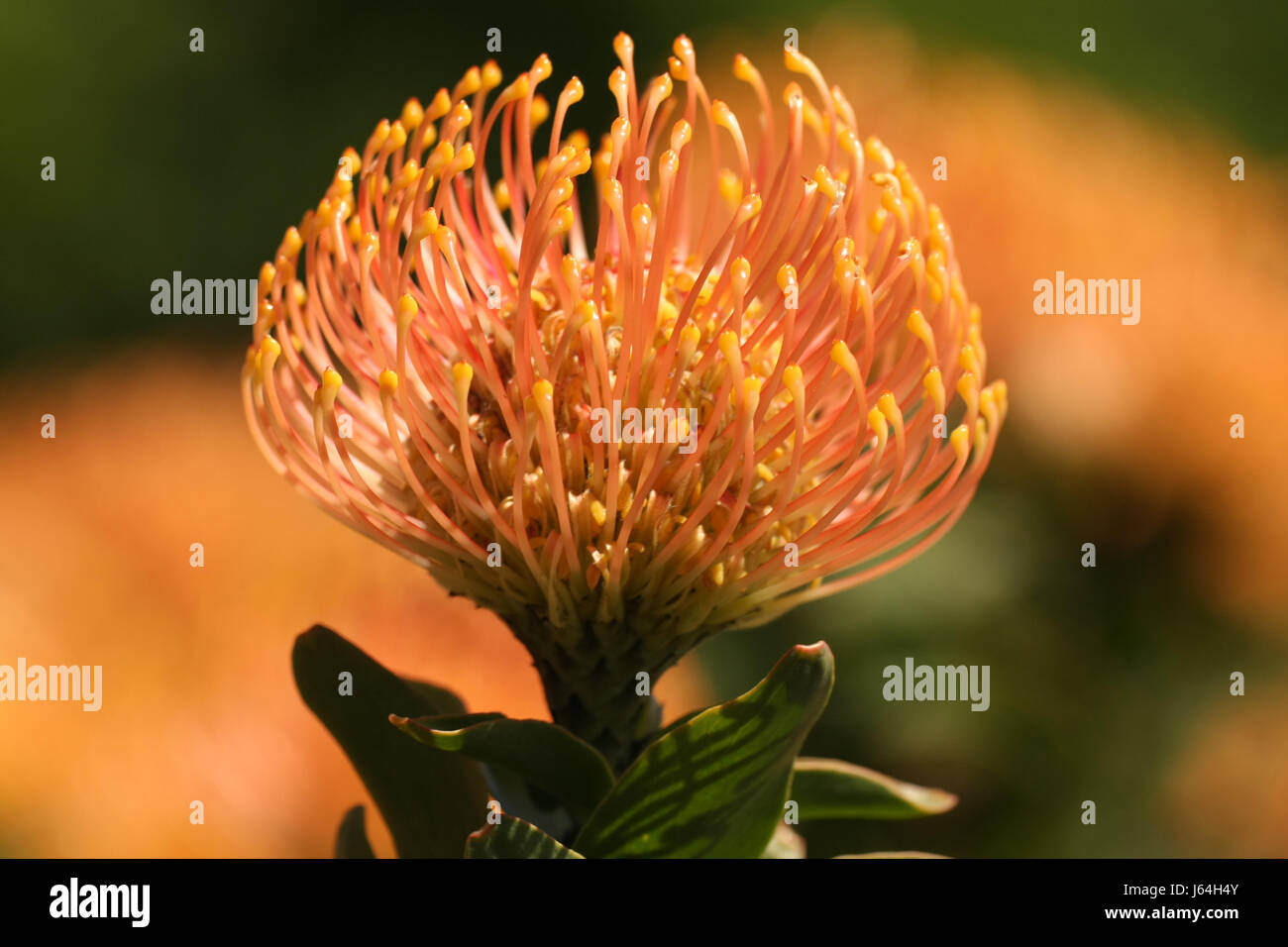 orange pincushion protea Stock Photo Alamy
