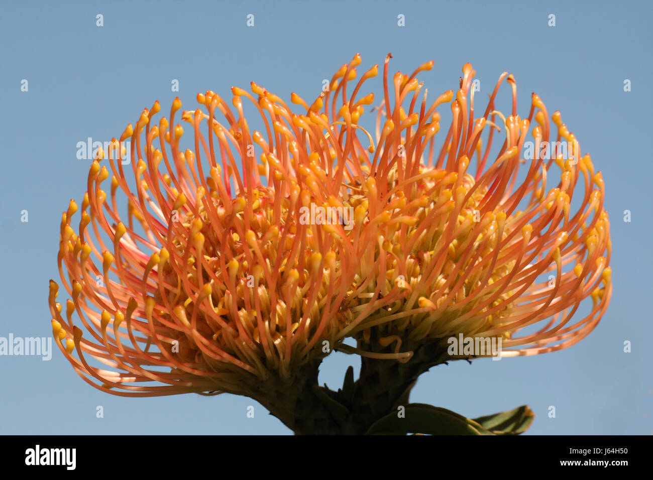 orange pincushion protea Stock Photo Alamy