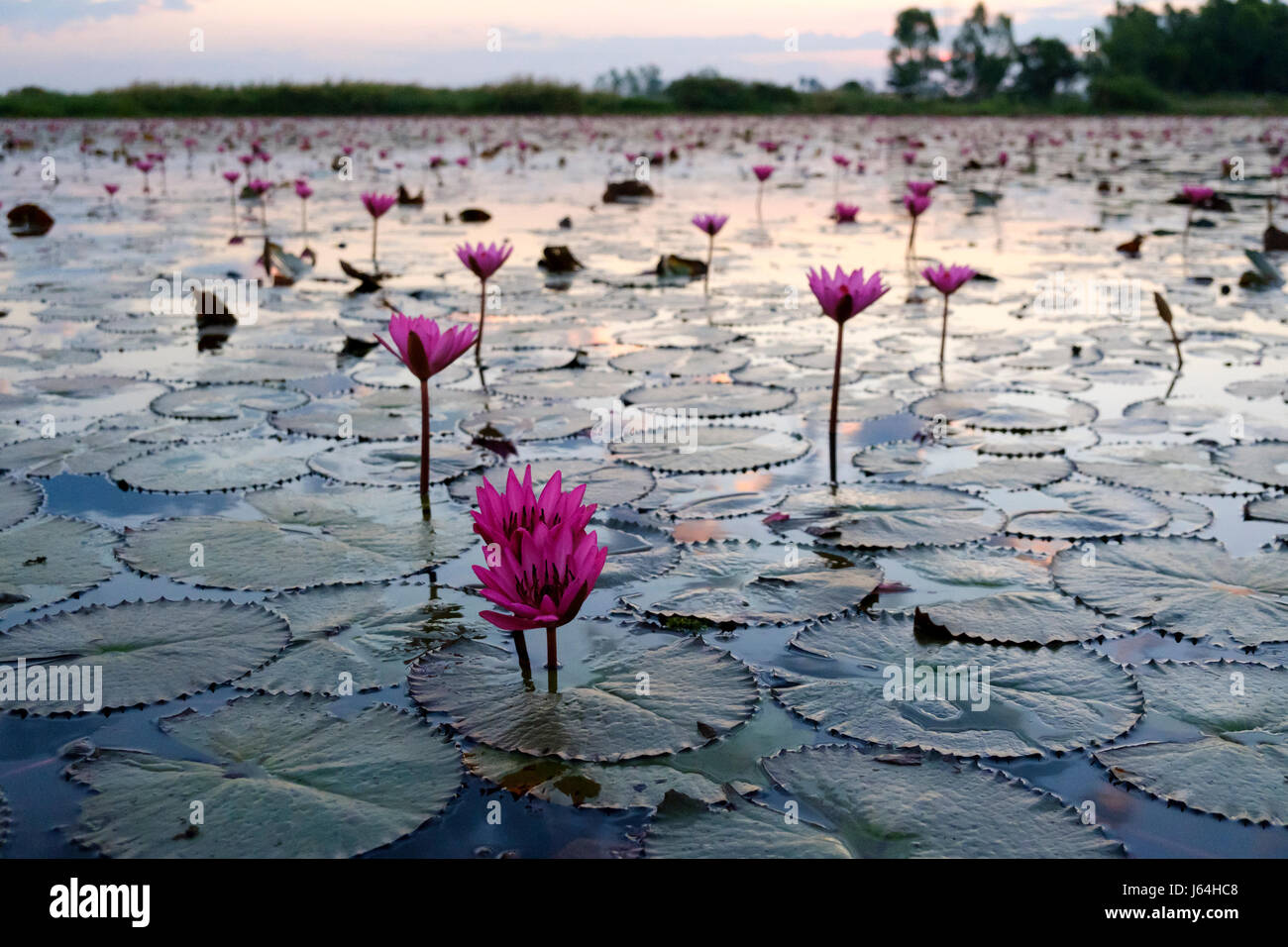 Pink water lillies at 'Red Lotus Sea' (Talay Bua Daeng), Kumphawapi, Udon Thani province, Thailand. Stock Photo