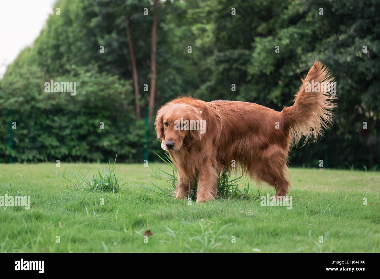 The Golden Retriever in the outdoor on the grass Stock Photo - Alamy
