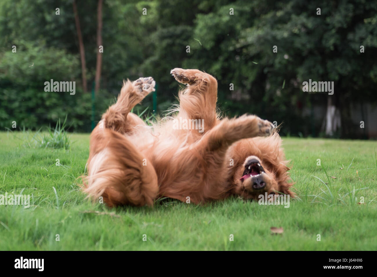 The Golden Retriever in the outdoor on the grass Stock Photo - Alamy