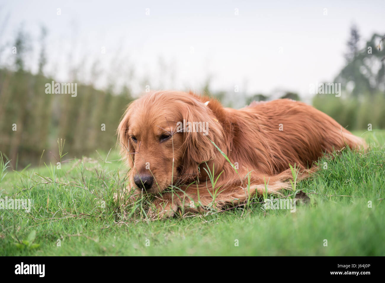 The Golden Retriever in the outdoor on the grass Stock Photo - Alamy