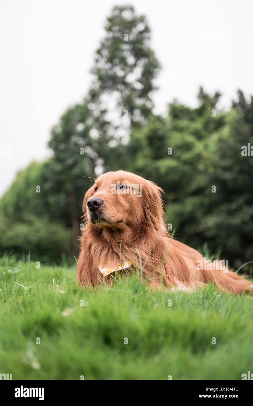 The Golden Retriever in the outdoor on the grass Stock Photo - Alamy